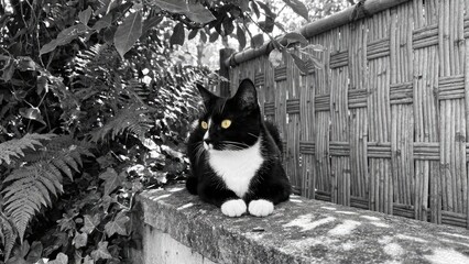 A black and white cat with a yellow eye sits calmly on a stone wall, surrounded by lush greenery and a bamboo fence.