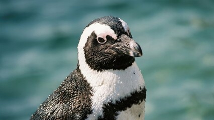 A close-up image of a penguin standing near the water, showcasing its distinctive black and white feathers and serene expression.