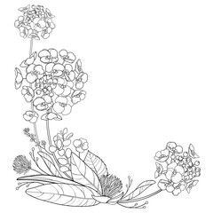 Corner bouquet with outline Alyssum flower bunch with leaf in black isolated on white background.