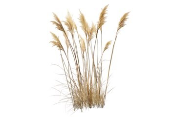 Dry Grass Clump Natural Wild Plant Isolated on Transparent Background