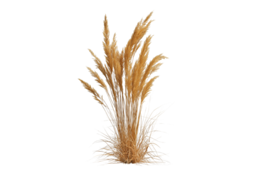 Dry Grass Clump Natural Wild Plant Isolated on Transparent Background