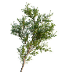 Obraz premium Fuchsia magellanica tree front view, transparent background, 4k cutout, isolate, Lone tree in a field, isolated on a grassy landscape, natural beauty, serene