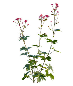 Astrantia major tree front view, transparent background, 4k cutout, isolate, Wildflowers in a meadow, vibrant blooms, springtime nature, scenic landscape, beauty