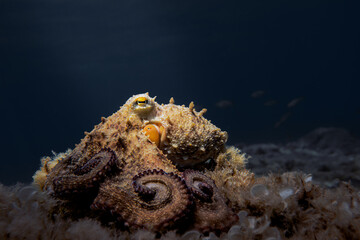 Octopus (Octopus vulgaris Cuvier, 1797) or octopus is a cephalopod of the Octopodidae family at sea. © gennaro