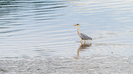 Grey heron hunting on shallow water at Inverness