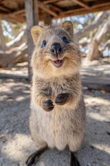 Cute, happy quokka looking directly at camera