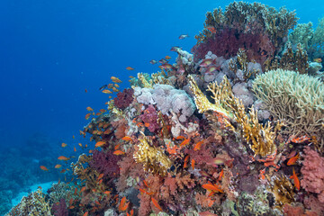 Fototapeta premium coral reef in the red sea