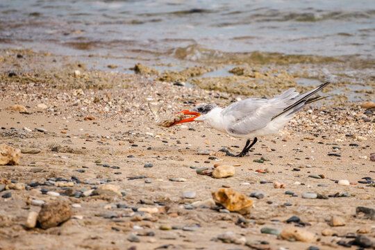 White cheeked tern standing on sandy shore with fish in beak, coastal seabird feeding on beach in Red Sea Egypt, wildlife behavior moment in natural habitat