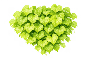 Lush green vine leaves with raindrops, growing botanical foliage, fresh plant isolated on transparent background