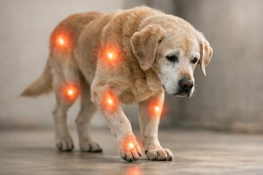 Elderly Dog with Highlighted Joint Pain Areas