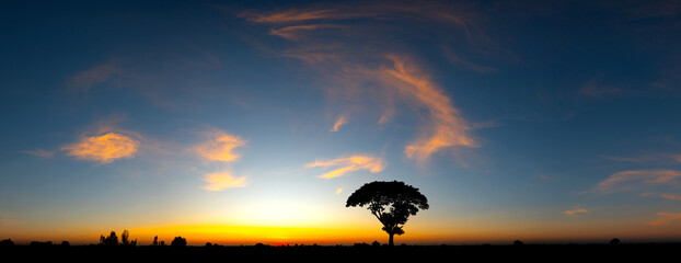 Panorama silhouette tree in africa with sunset.Tree silhouetted against a setting sun.