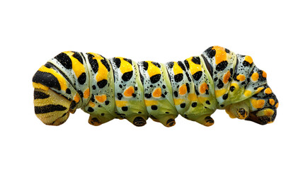Naklejka premium A vibrant and strikingly patterned caterpillar with vivid yellow, black, and green markings