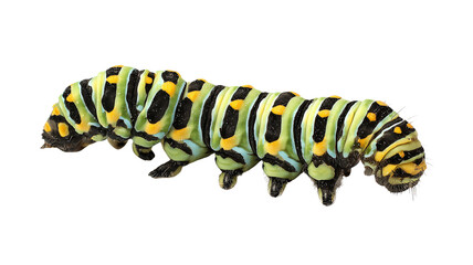 Brightly colored green, black, and yellow striped caterpillar showcasing its unique patterns