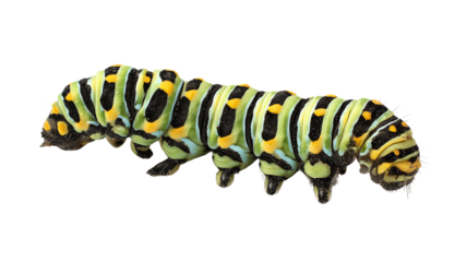 Brightly colored green, black, and yellow striped caterpillar showcasing its unique patterns