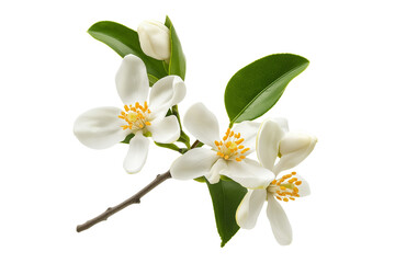 Citrus Aurantium Neroli Blossom on Twig Isolated on Transparent Background