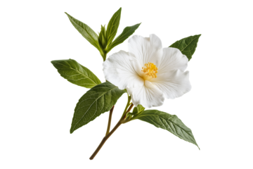 Cistus Ladanifer Flower Plant Isolated on Transparent Background