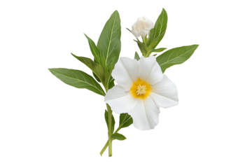 Cistus Ladanifer Flower Plant Isolated on Transparent Background