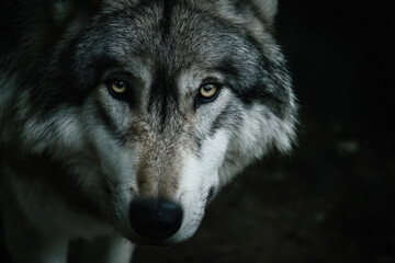 Close-up of a wolf's face in natural lighting