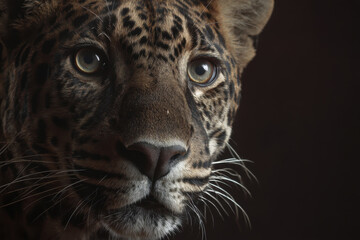 Fototapeta premium Close-Up Portrait of a Feline with Striking Eyes