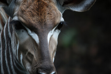 Close-up of a zebra&acirc;&euro;&trade;s face with distinctive stripes