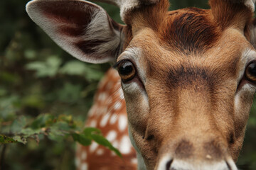 Close-up of a deer's face in a green forest setting