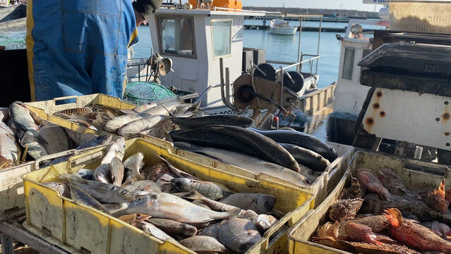 Fresh seafood catch on a boat at the dock in Numana, Le Marche, Italy, Adriatic Sea
