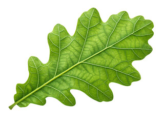 A bright green oak leaf with intricate vein texture is isolated on white background, showcasing fresh spring nature and organic plant foliage from a macro summer growth perspective