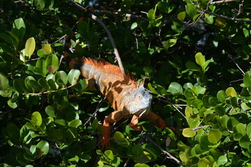Iguana