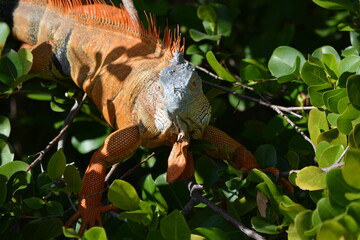 Iguana