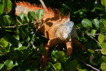 Iguana