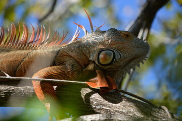 Iguana