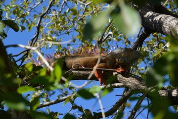 Iguana