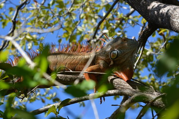 Iguana