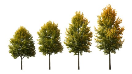 Obraz premium A single green pine tree with a 3d texture stands isolated on a white background representing a lush plant from a forest environment during the summer season