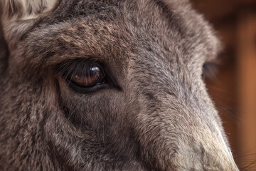 Fototapeta premium Close-up portrait of a goat with expressive eyes