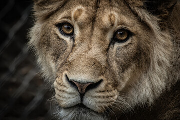 Fototapeta premium Close-Up Portrait of a Lion in Natural Light