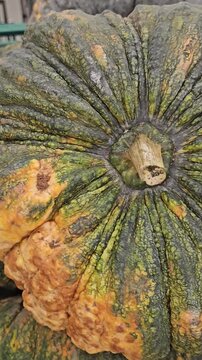 The Majesty of the Pumpkin: An up-close view of a majestic pumpkin, a symbol of autumn and harvest, displaying its robust texture and unique coloring.