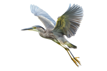Flying Striated Heron Catching Fish Isolated on Transparent Background. Striated Heron in Flight Catching Fish PNG.