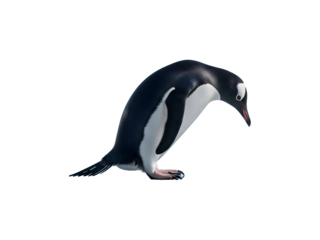 Adelie Penguin 3D Illustration Isolated on Transparent Background