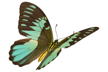Pinned Priamus Butterfly Turquoise and Yellow with Flying Motion on Transparent Background
