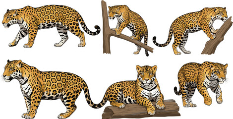 Jaguar character set with walking resting climbing poses realistic spotted wild jungle big cat vector illustration © Sumon Creative