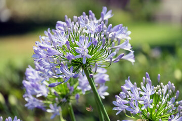 Blossom African lily (lat.- Agapanthus africanus)