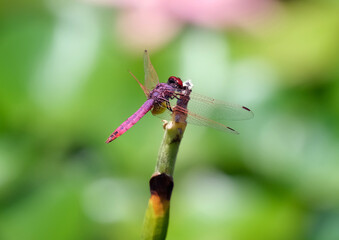 Red-veined darter or nomad (lat.- Sympetrum fonscolombii)