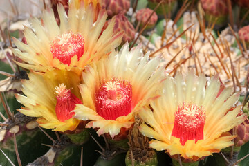 Blossom of Ferocactus from Mexico (Ferocactus pottsii)