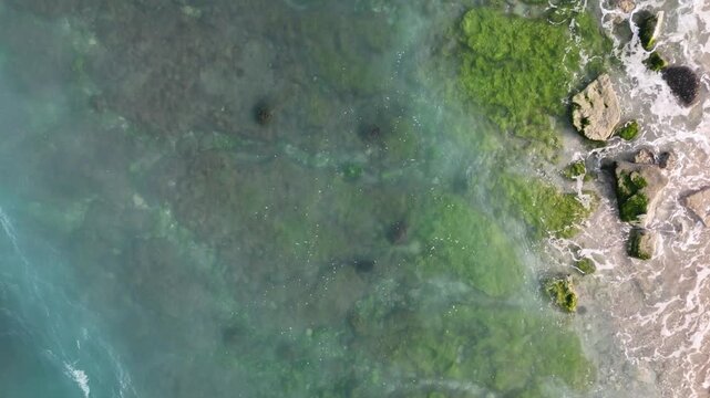 Aerial shot of blue green algae forming organic patterns in coastal seawater highlighting cyanobacteria blooms marine ecology and natural microbial life along the shoreline