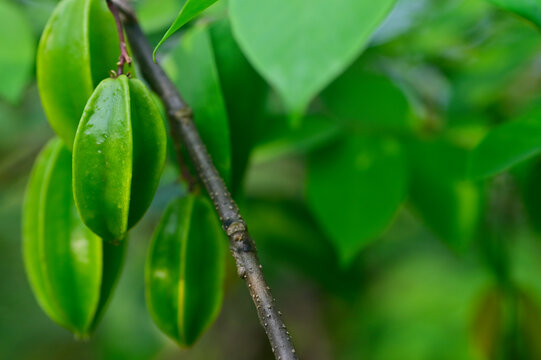 Fresh green Starfruits or Carambolas ripening in sunlight.