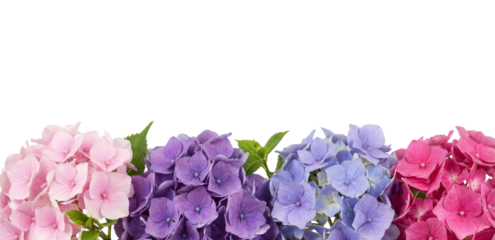 Colorful Hydrangeas Border - Pink, Purple, Blue, Magenta Flowers on White