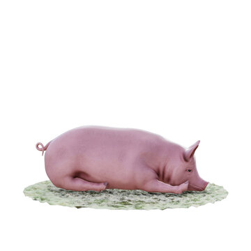 Sleeping Pig on Grass