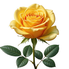 Vibrant yellow rose with dew drops isolated on transparent background