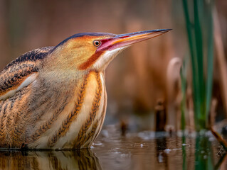 close up of bittern